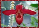 red orchid