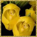 yellow orchids