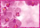 orchid