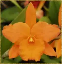 orchid