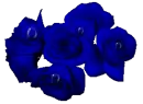 blue rosas