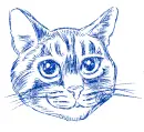 cat