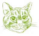 cat