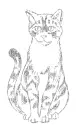 cat