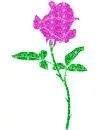 rose