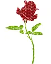 rose