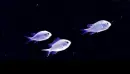 fishes