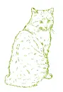 cat