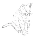 cat