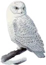 glitter snow owl