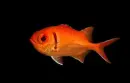 Myripristis