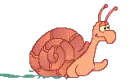 snail