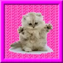 GLITTER KITTY