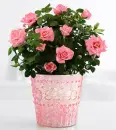 Glitter rose bush