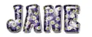 Purple Daisies - Jane