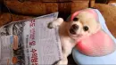 puppy massage
