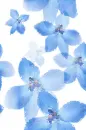 Blue flowers ~ background