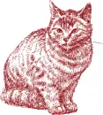cat