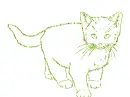 cat