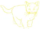 cat