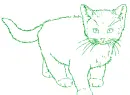 cat