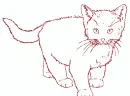 cat