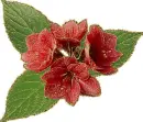 4 red flower