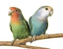agapornis