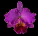 cattleya