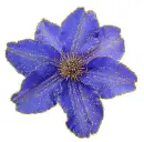blue clematis