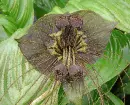 tacca