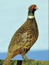 pheasant
