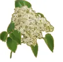 white flowers