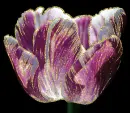 tulip