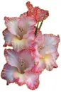 gladiolus