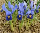 iris