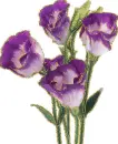 lisianthus