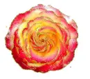 multicolor rosa
