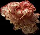dianthus