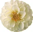 white flower