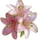 lilies