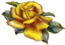 yellow rosa