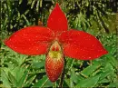 red orchidea