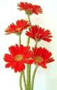 red gerbera