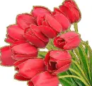 red tulips