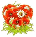 poppies and ladybirds
