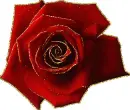 red rosa