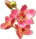 orchids