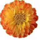 orange dahlia