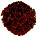 hydrangea